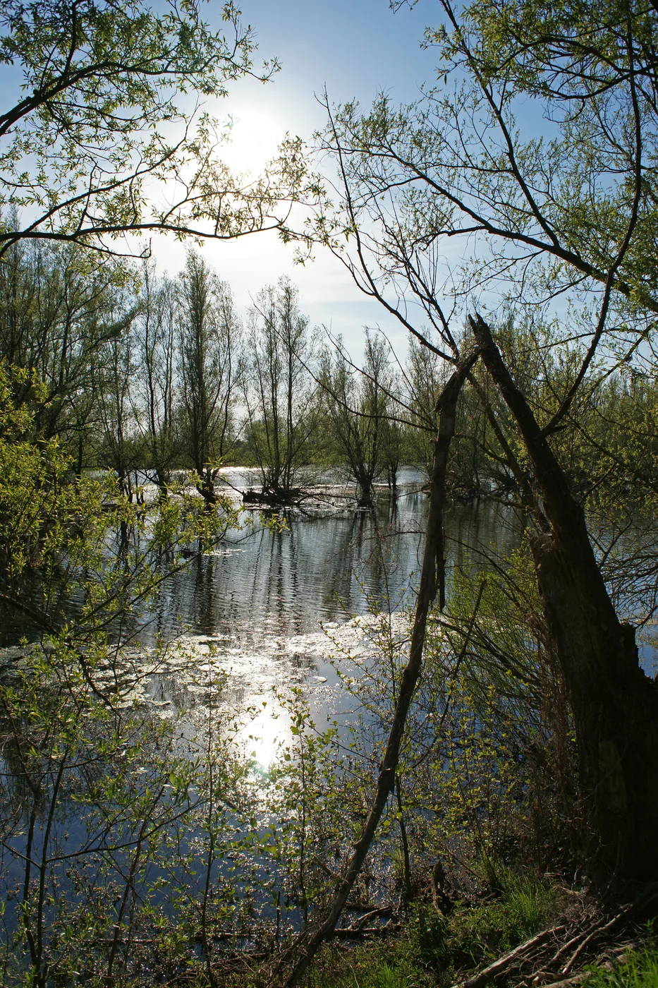 Gewässer und Auenlandschaft im Naturschutzgebiet Rheinaue Duisburg-Walsum.